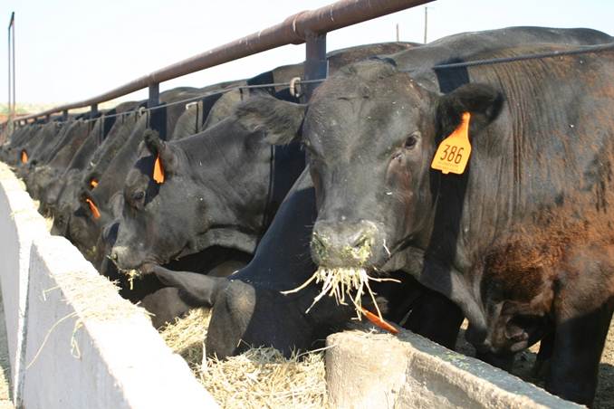 Heavy steer spreads to EYCI during a favourable season.