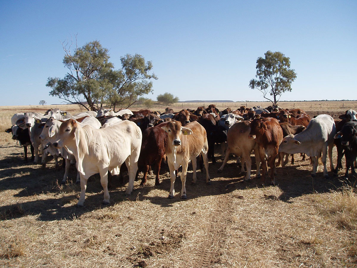 Friday 13th not unlucky for national cattle prices