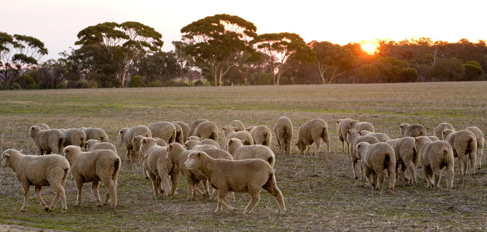 Simple economics – Lamb supply up price down