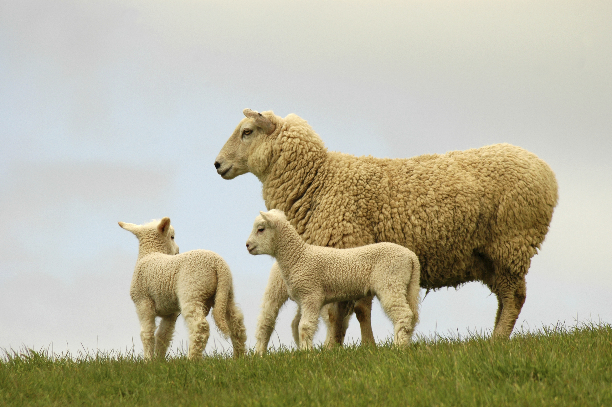 A closer look at short merino fleece supplies