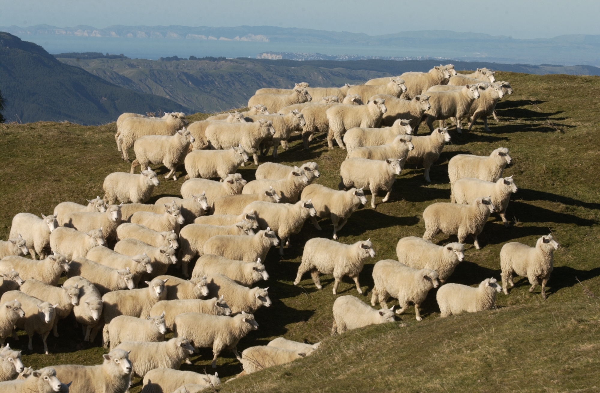 Where is all the broad merino wool coming from