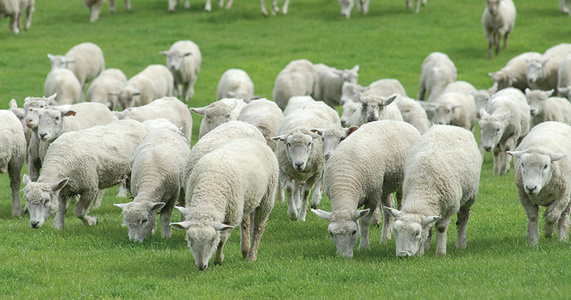 The cost of transacting wool