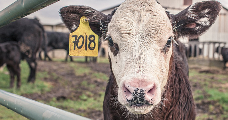 A big month in beef export… in a relative sense.