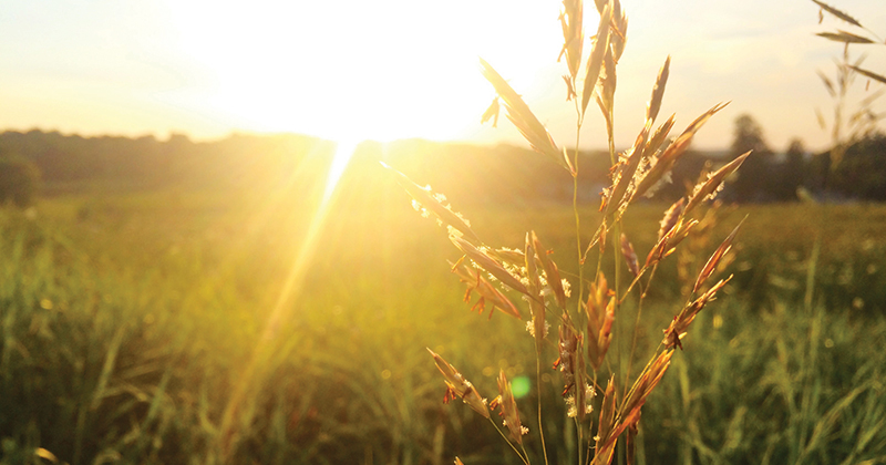 Russian wheat crop- growing or glowing?