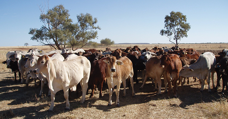 Young cattle supply up but Queensland prices still on the rise.