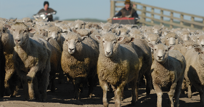 Easter slows sheep slaughter but it’s still strong.