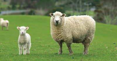 Lamb and sheep spreads across the states.