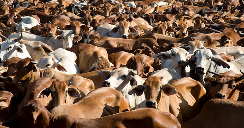 Cattle supply overcoming export demand