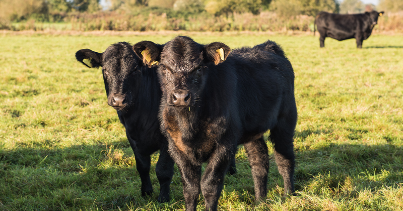 Premiums return to young cattle