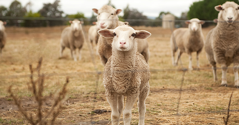 Sheep prices defy volumes
