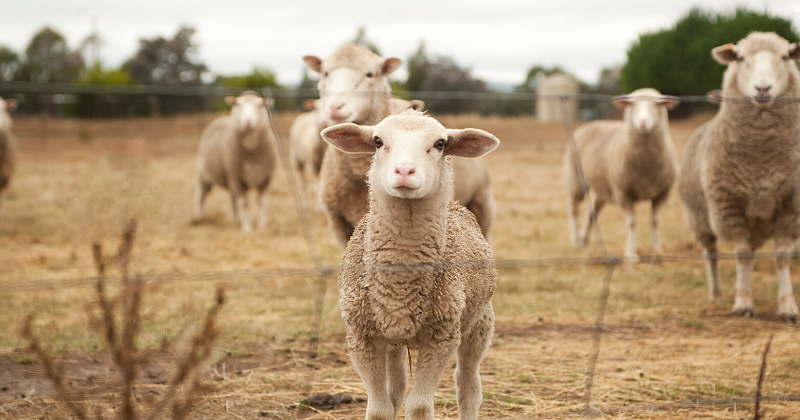 Cedar shutdown impacts mutton not lamb