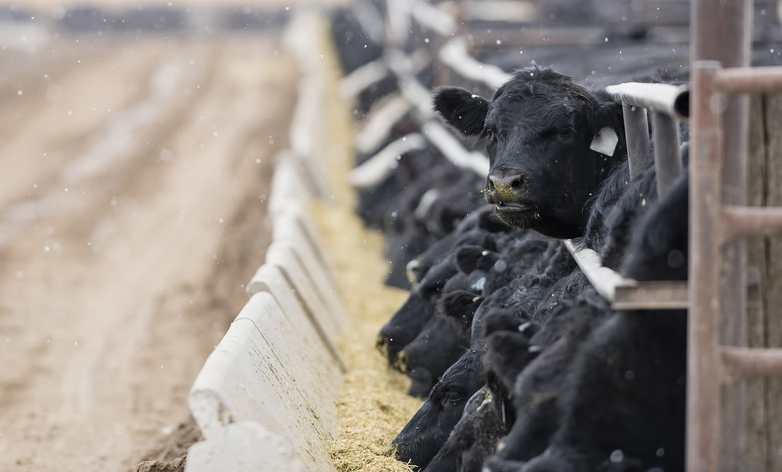 Cattle off highs but far from disaster