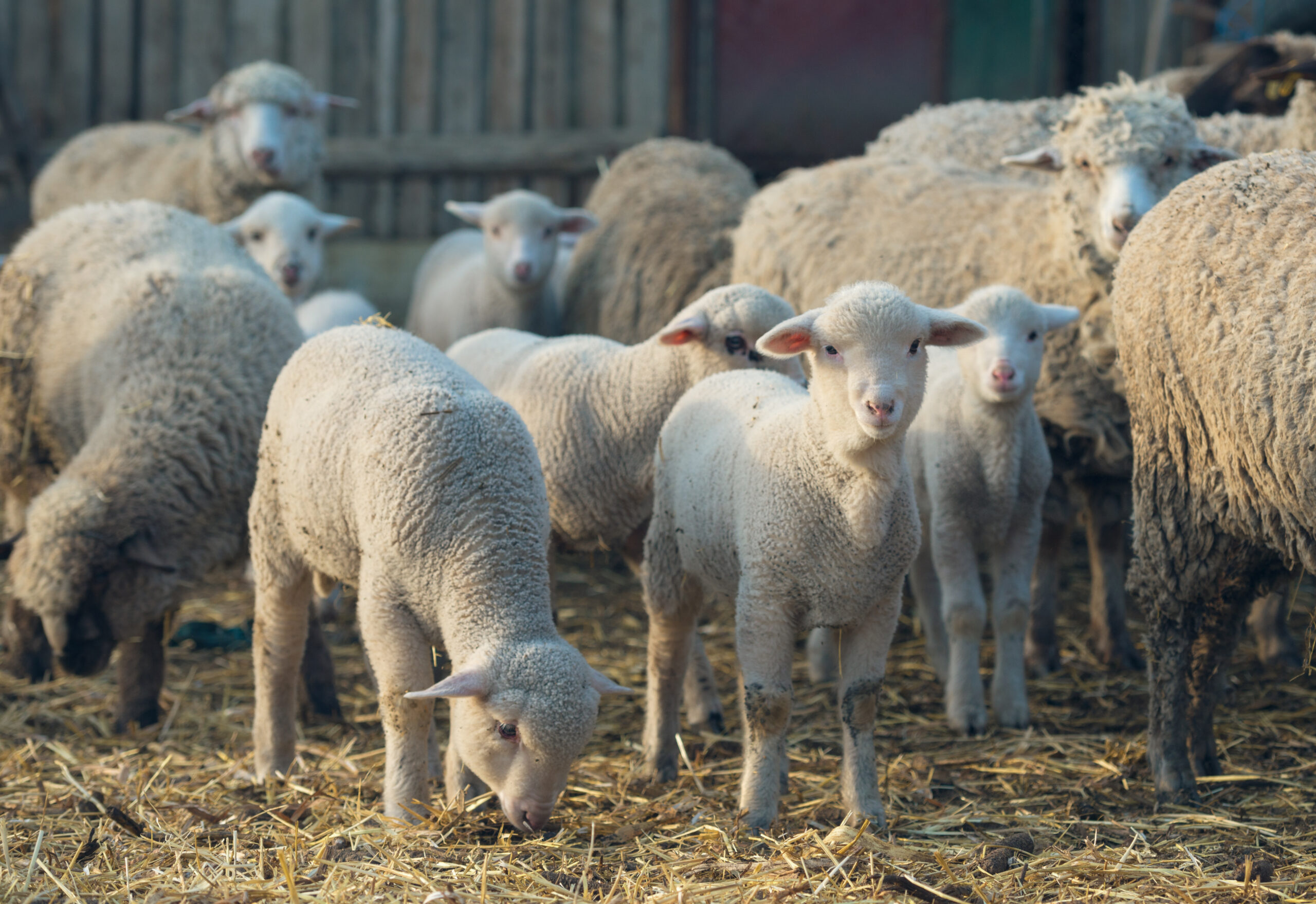 Supply and price edging lower for lambs