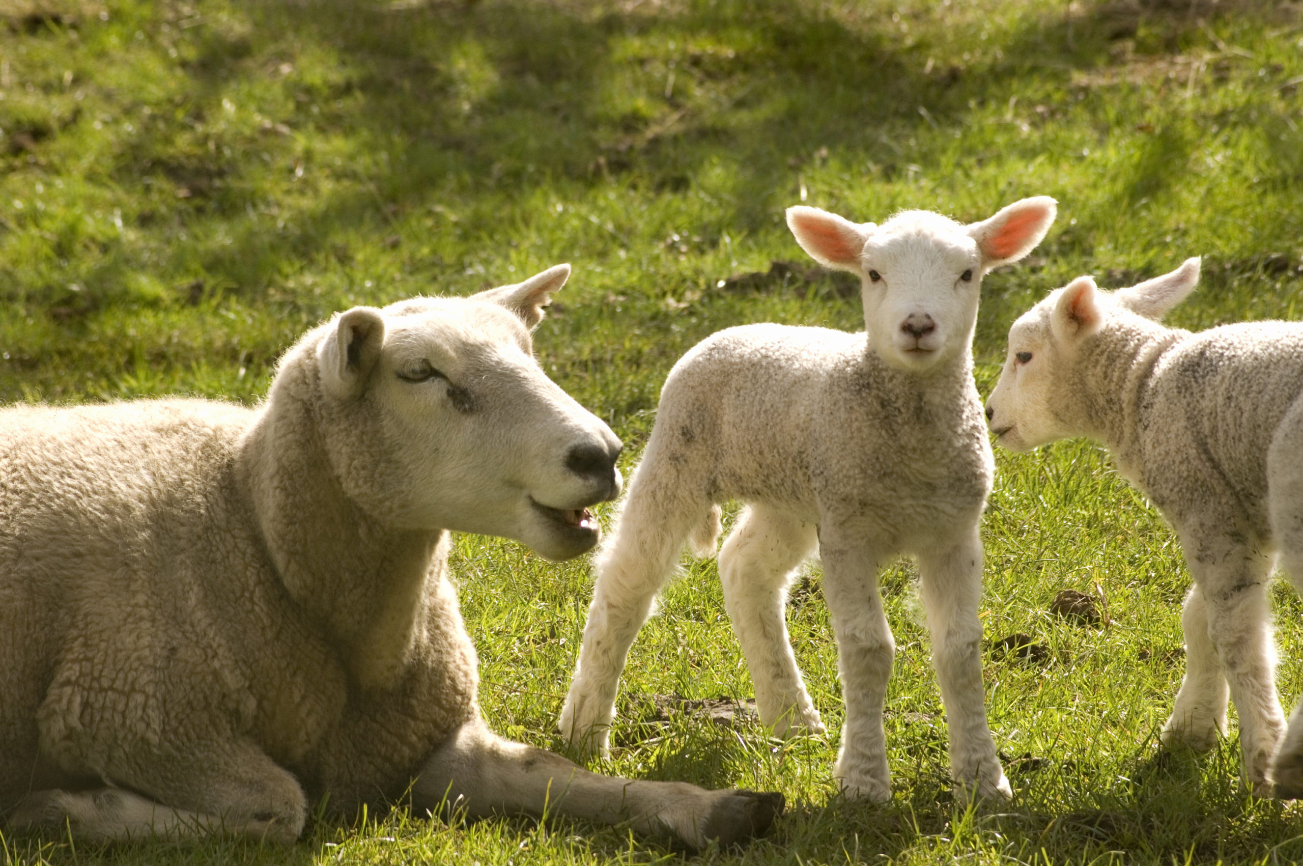 Resistance found for sheep and lambs
