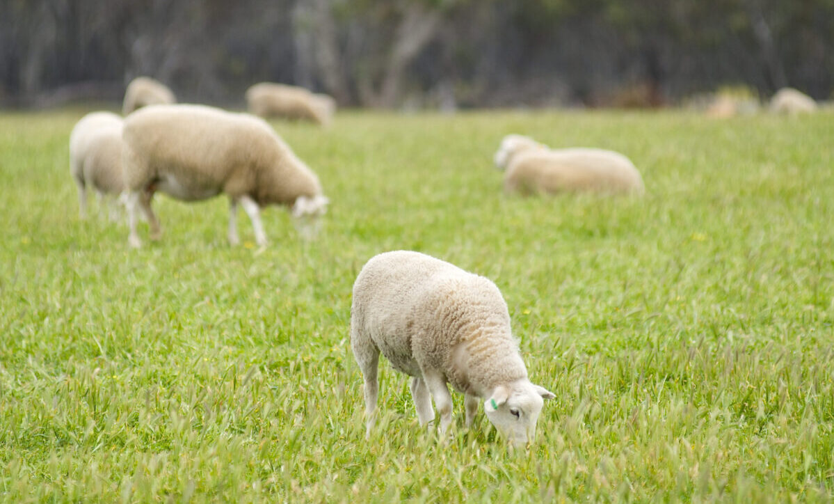 Lamb forecasts in sheep shape