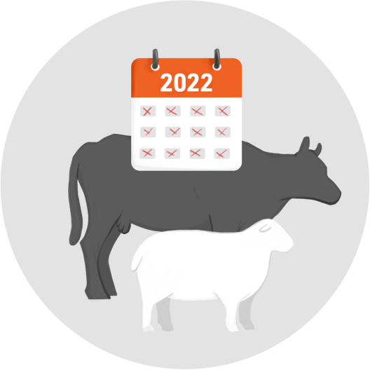 calendar cattle